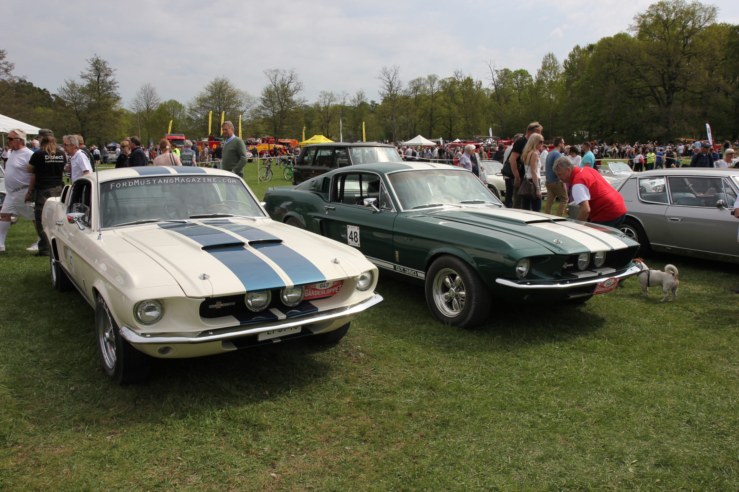 Shelby GT500 and GT350 side by side